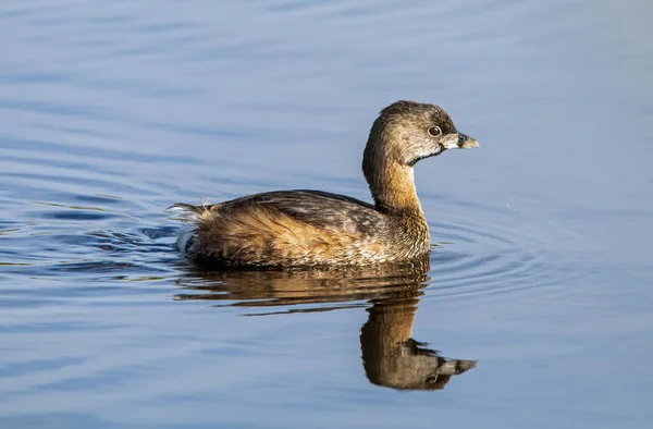 Torta Faturado Grebe Dormindo — Fotografia de Stock