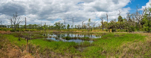 Landschaft Des Rock Springs Run State Reserve Zentrum Floridas — Stockfoto