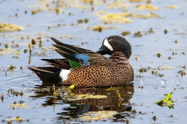 Blauwe Gevleugelde Teal Florida Rechtenvrije Stockfoto's