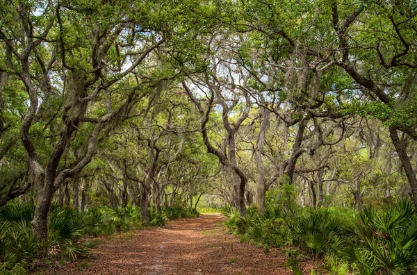 フロリダ州中央部のロックスプリングス実行州立保護区 ロイヤリティフリーのストック写真