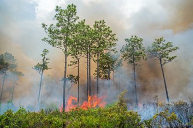 Florida 'daki Rock Springs Eyalet Bankası' nda reçeteli yanık vakası..
