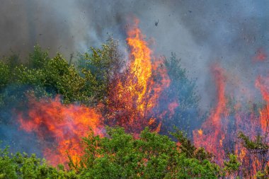 Florida 'daki Rock Springs Eyalet Bankası' nda reçeteli yanık vakası..