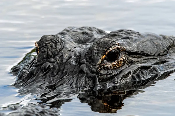 Alligator Ansikte Närbild — Stockfoto