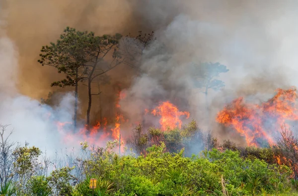 Prescribed Burn Rock Springs Run State Reserve Florida — Stock Photo, Image