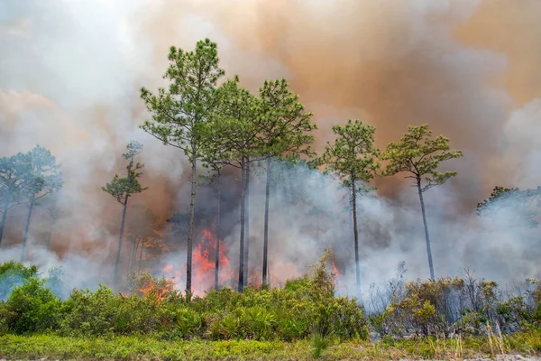 A prescribed burn in Rock Springs Run State Reserve in Florida.