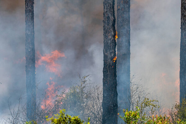 A prescribed burn in Rock Springs Run State Reserve in Florida.