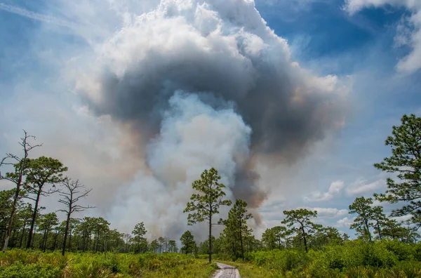 Een Voorgeschreven Brand Rock Springs Run State Reserve Florida Stockafbeelding