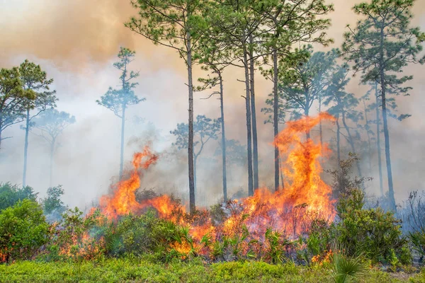 フロリダ州のロックスプリングス実行州立保護区での規定された火傷 ストック写真