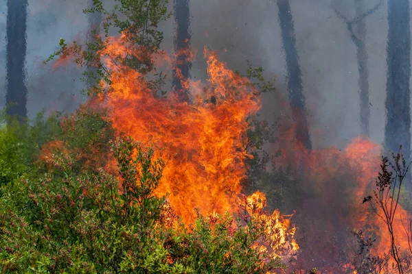 Een Voorgeschreven Brand Rock Springs Run State Reserve Florida Stockfoto