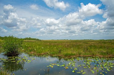 Everglades Ulusal Parkı 'ndaki Anhinga Patikası' ndan bir görüntü..