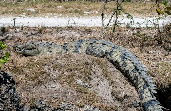 Crocodilo Americano Guarda Seu Ninho Abutres — Fotografia de Stock