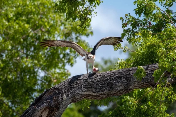 Osprey Nel Parco Nazionale Delle Everglades — Foto Stock