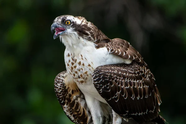 Osprey Het Everglades National Park — Stockfoto