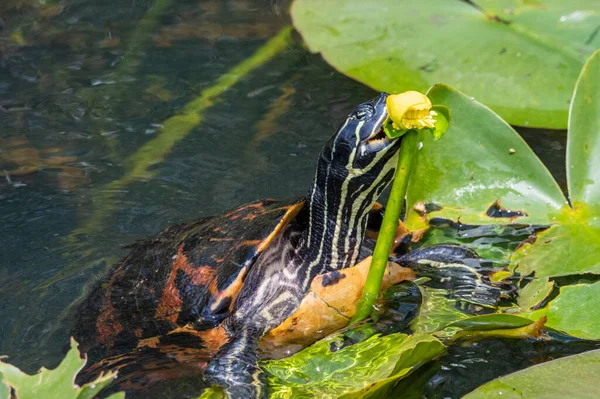 Florida Rödmagad Sköldpadda Äter Gul Damm Lilja — Stockfoto