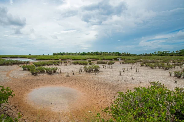 Dry Conditions Merritt Island National Wildlife Refuge — Stock Photo, Image