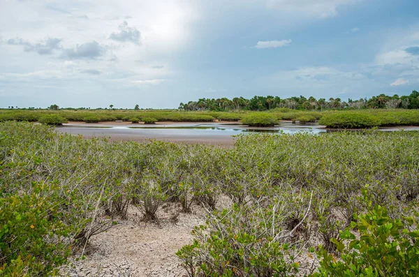 Trockene Bedingungen Merritt Island National Wildlife Refuge — Stockfoto