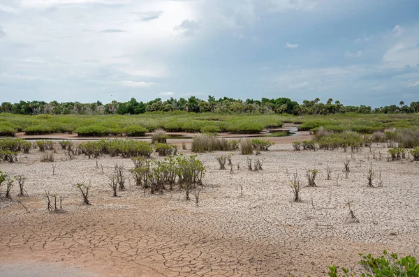 Dry Conditions Merritt Island National Wildlife Refuge — Stock Photo, Image