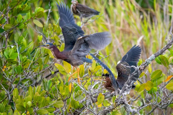 Jonge Groene Reigers Vechten Merritt Island National Wildlife Refuge — Stockfoto