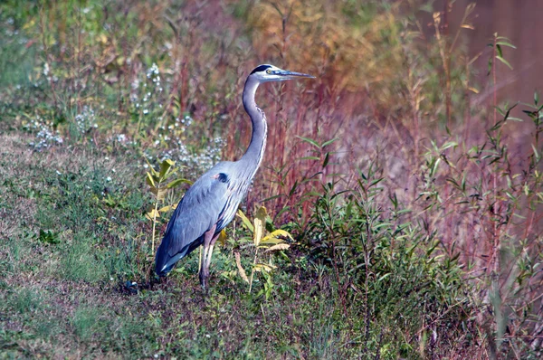 Blue Heron — Stockfoto