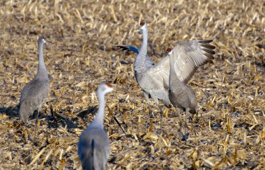 Sandhill crane çırparak