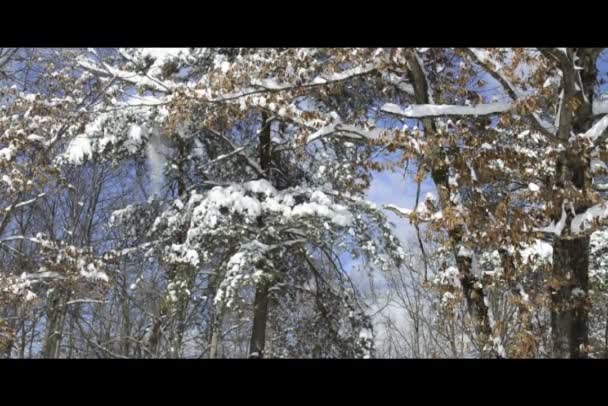 Sneeuw valt uit bomen — Stockvideo