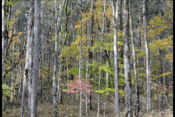 Herfst bomen in de wind — Stockvideo