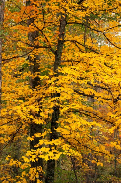 Acero giallo in autunno — Foto Stock