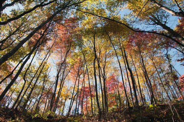 Kleurrijke bomen staan hoog in de herfst. — Stockfoto