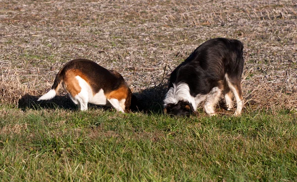 Two dogs digging after a mole.