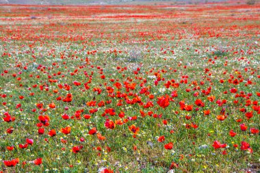 Renkli baharda güzel kırmızı gelincik tarlası.