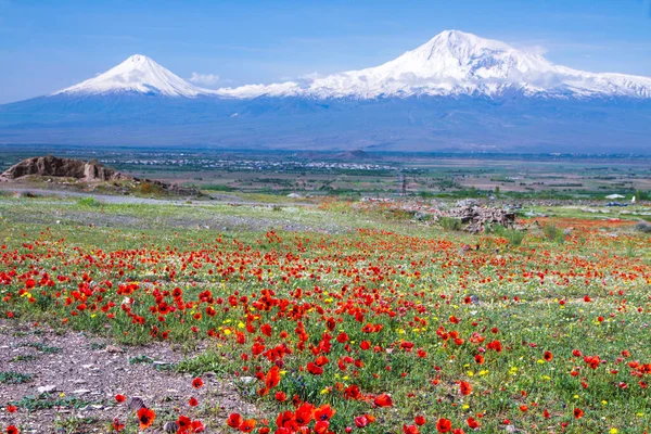 Mount Ararat Törökország 137 Jerevántól Örményországtól Hófödte Szunnyadó Vulkán Két — Stock Fotó