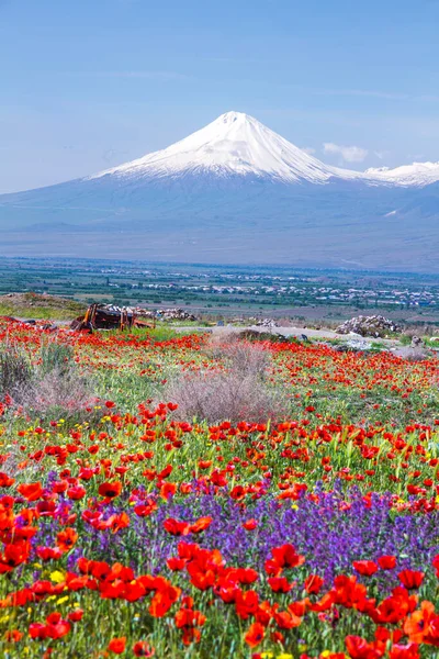 アルメニアのエレバンから見られる5 137 Mのアララト山 トルコ この雪に覆われた休眠化合物火山は 聖書でノアの箱舟の休憩所として記述された2つの主要な火山コーンで構成されています — ストック写真