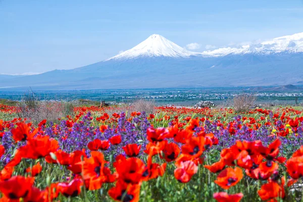 Erivan, Ermenistan 'dan 5,137 metre yükseklikteki Ararat Dağı (Türkiye) görülüyor. Bu karla kaplı bileşik volkan, İncil 'de Nuh' un Gemisi olarak tarif edilen iki büyük volkanik koniden oluşuyor..