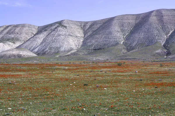 Renkli Baharda Güzel Kırmızı Gelincik Tarlası — Stok fotoğraf