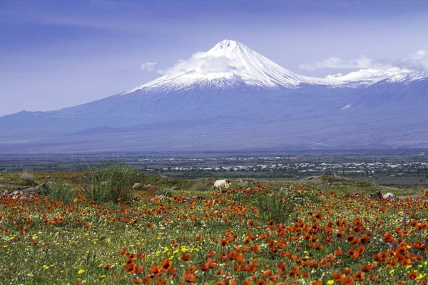 Όρος Αραράτ Τουρκία Στα 137 Μέτρα Προβάλλεται Από Ερεβάν Της — Φωτογραφία Αρχείου