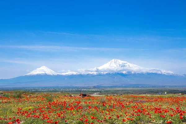 Mount Ararat Turkiet 137 Sett Från Jerevan Armenien Denna Snötäckta — Stockfoto