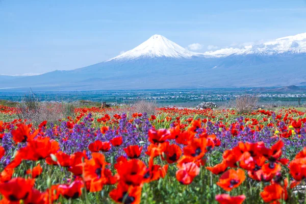从亚美尼亚埃里温俯瞰的Ararat山 土耳其 137米 这座被雪覆盖的休眠复合火山由圣经中描述为诺亚方舟安息之地的两个主要火山锥组成 免版税图库照片