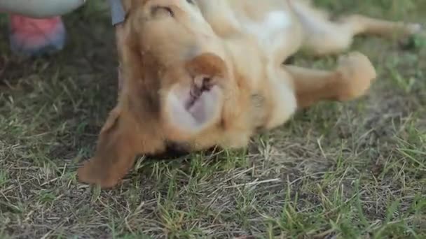 A young woman plays with a cute dog in nature and the pet is trying to grab her hand with his teeth while lying on his back. Close-up — ストック動画