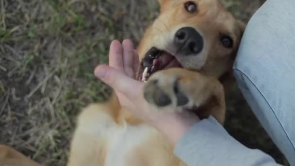 Een vrolijke hond ligt op zijn rug en klemt de hand van de jonge met zijn poten en probeert hem als grap te bijten. Vooraanzicht. Close-up — Stockvideo