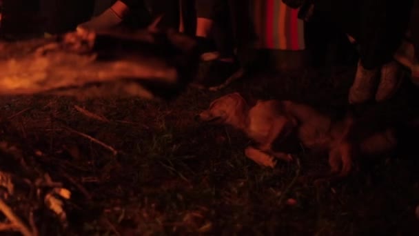 Um grupo de pessoas se senta em um banco perto de um incêndio noturno em um acampamento de verão e um cão dorme ao lado dele na grama. Close-up — Vídeo de Stock