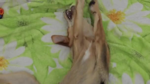 A cute funny dog lies on its back on a blanket and tries to gnaw it by holding it between its paws. Close-up. Dog plays on the ground. — ストック動画