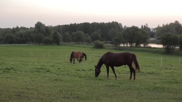 Коні пасуться на ранчо і їдять траву в обгороджених районах зеленого лугу біля мальовничого озера — стокове відео
