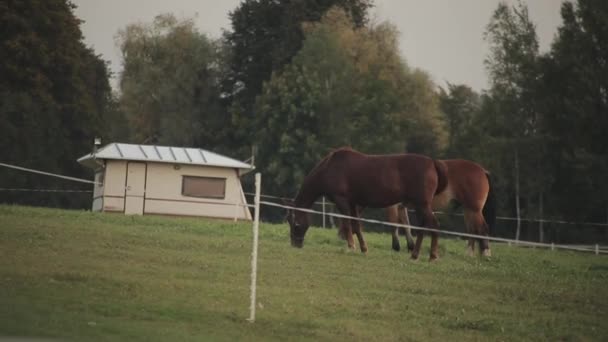 2頭の馬が牧場の柵で囲まれた牧草地を歩き、夏の家の外で草を食べる。サイドビュー — ストック動画