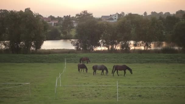 Lovak legelnek egy bekerített területen a farmok zöld rét közelében egy gyönyörű tó és külvárosi falu — Stock videók