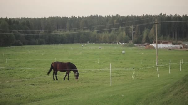 Um cavalo marrom caminha ao longo de um terreno cercado de um prado de fazenda e come grama contra um fundo de floresta de pinheiros — Vídeo de Stock