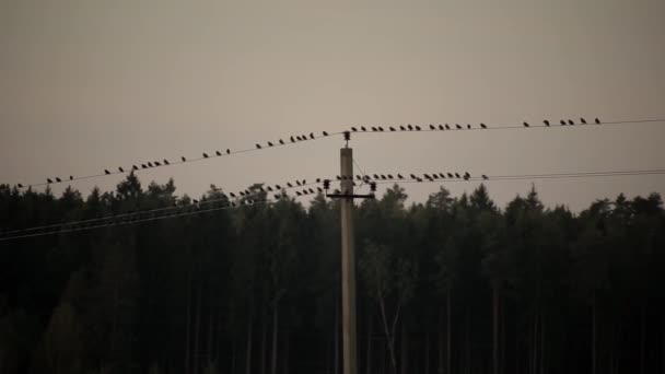 Um grande bando de pássaros sentados nos fios da linha de energia contra o fundo de um céu cinzento e uma floresta de pinheiros — Vídeo de Stock