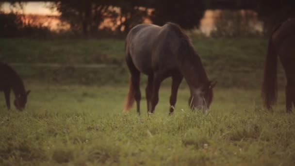 Beaux chevaux bruns marchent dans la prairie du ranch et mangent de l'herbe sur fond de lac brillant dans les rayons du coucher du soleil — Video