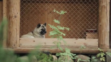 Amerikan Akita cinsinden bir köpek bir yaz günü ahşap bir kuşhanede oturur ve etrafa bakar.