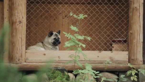 Un perro de la raza Akita americana se sienta en un pajarito de madera en un día de verano y mira a su alrededor — Vídeos de Stock