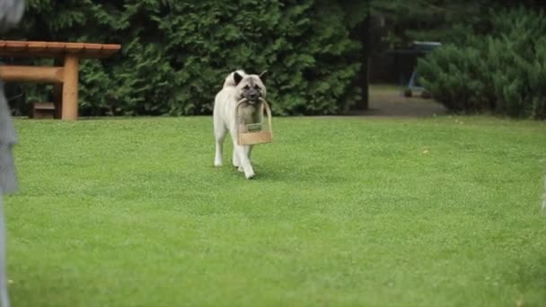 Raza de perros American Akita lleva en sus dientes un soporte de madera con anillos para la ceremonia de boda a lo largo del pasillo entre los bancos. Movimiento lento — Vídeos de Stock